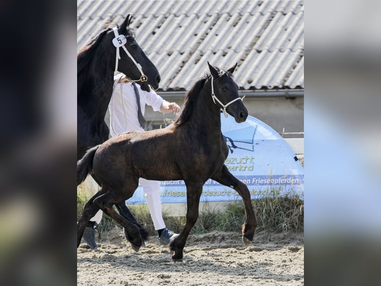 Frison Jument 1 Année 166 cm Noir in Wallerstein