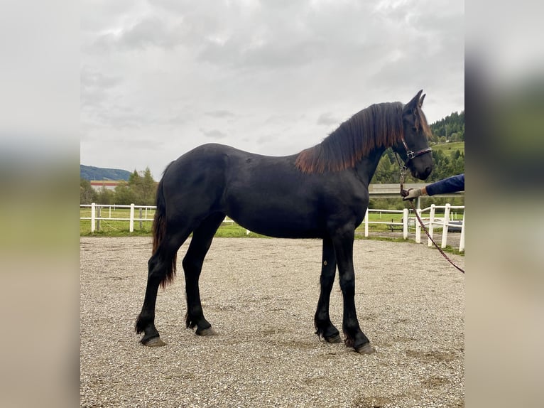 Frison Jument 1 Année 167 cm Noir in Sankt Michael  im Lungau