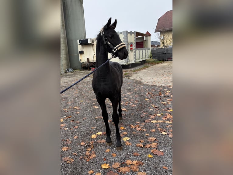 Frison Jument 1 Année in Oberweis