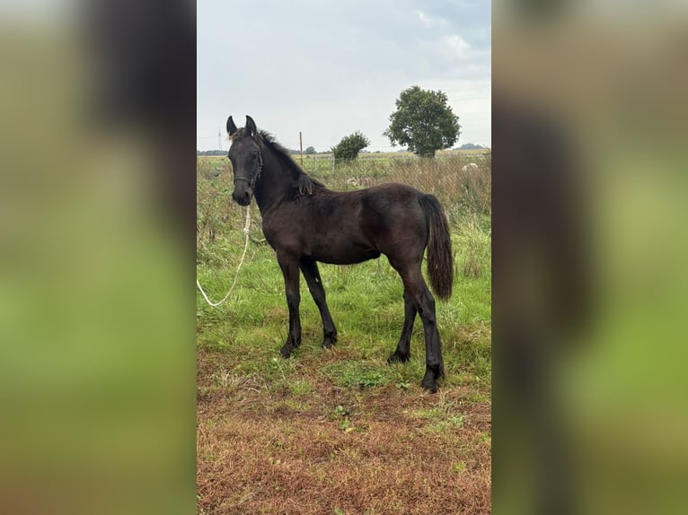 Frison Jument 1 Année Noir in Wittmund
