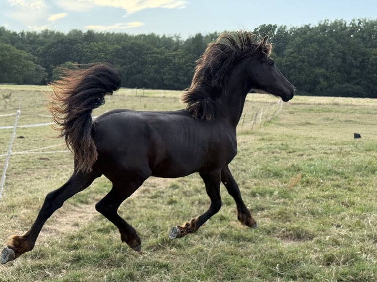 Frison Jument 1 Année Noir in Bethersden