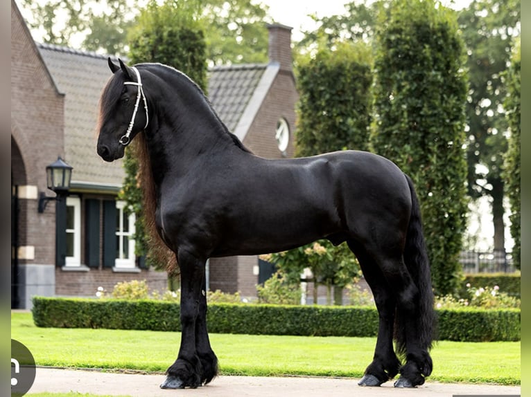 Frison Jument 1 Année Noir in Bethersden