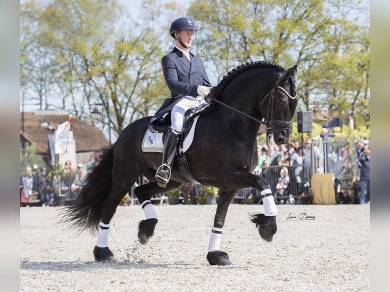 Frison Jument 1 Année Noir in Bethersden
