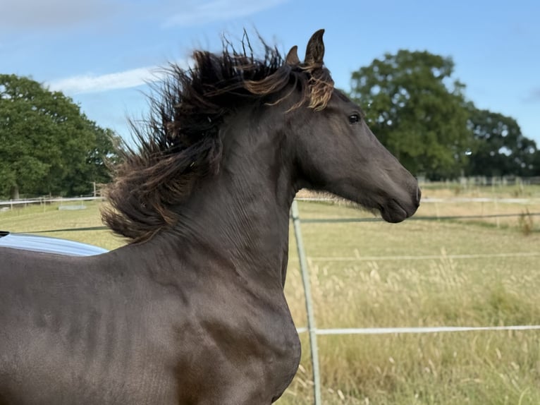 Frison Jument 1 Année Noir in Bethersden