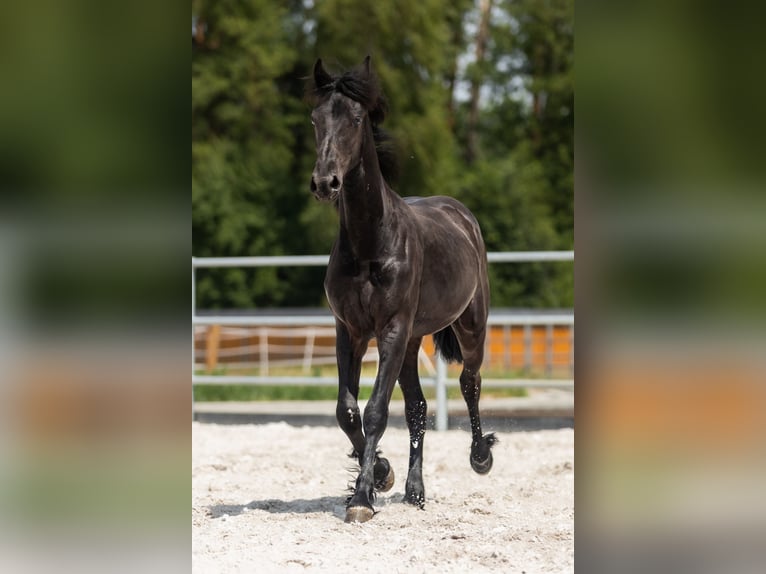 Frison Jument 1 Année Noir in Przedb&#xF3;rz
