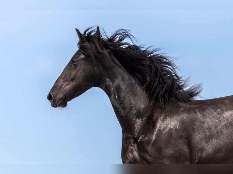 Frison Jument 1 Année Noir in Przedb&#xF3;rz
