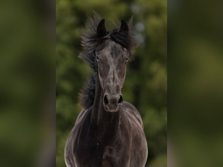 Frison Jument 1 Année Noir in Przedb&#xF3;rz