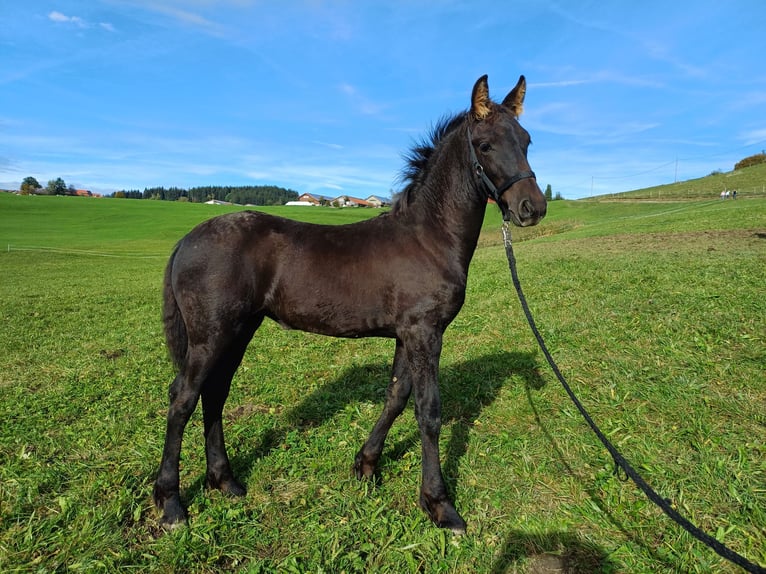 Frison Jument 1 Année Noir in Stiefenhofen