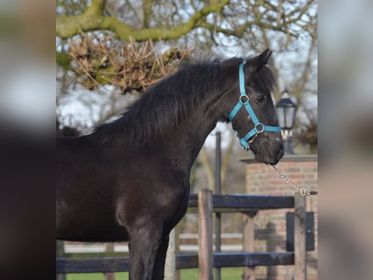 Frison Jument 1 Année Noir in Lunteren