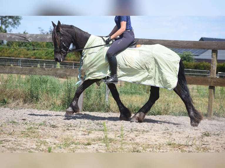 Frison Jument 22 Ans 160 cm Noir in Achtmaal
