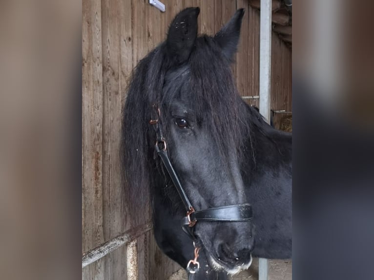 Frison Jument 22 Ans in Windischeschenbach