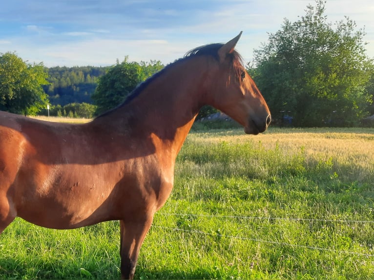 Frison Croisé Jument 2 Ans 150 cm Bai in Frankenblick
