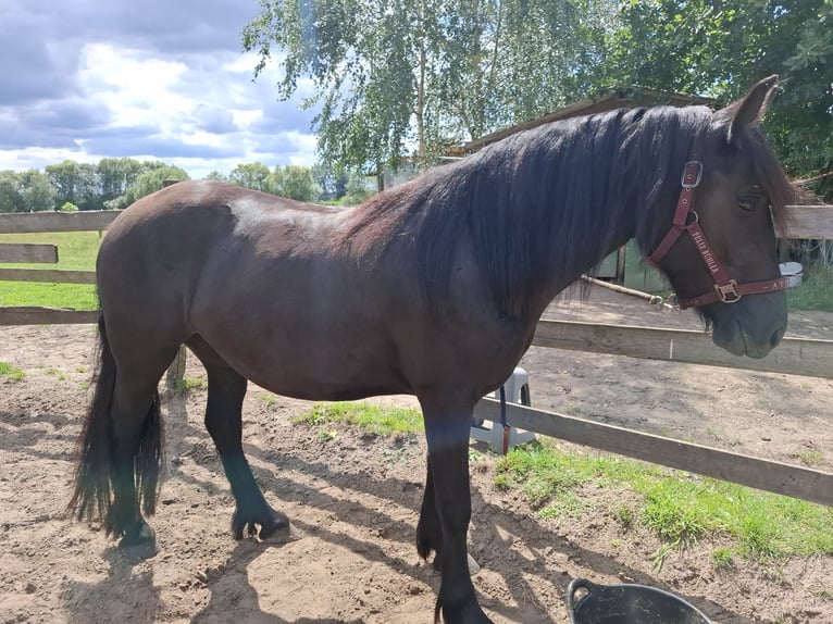 Frison Croisé Jument 2 Ans 150 cm Noir in Germendorf