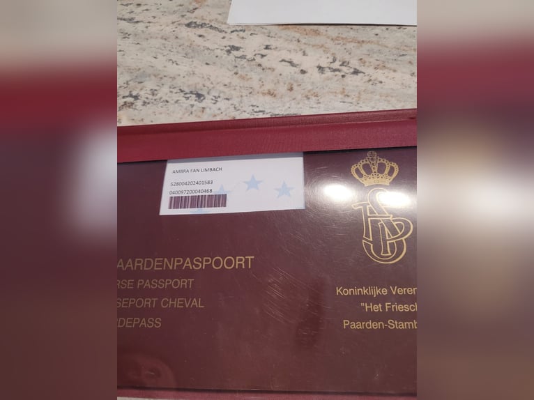 Frison Jument 2 Ans 150 cm Noir in Perg