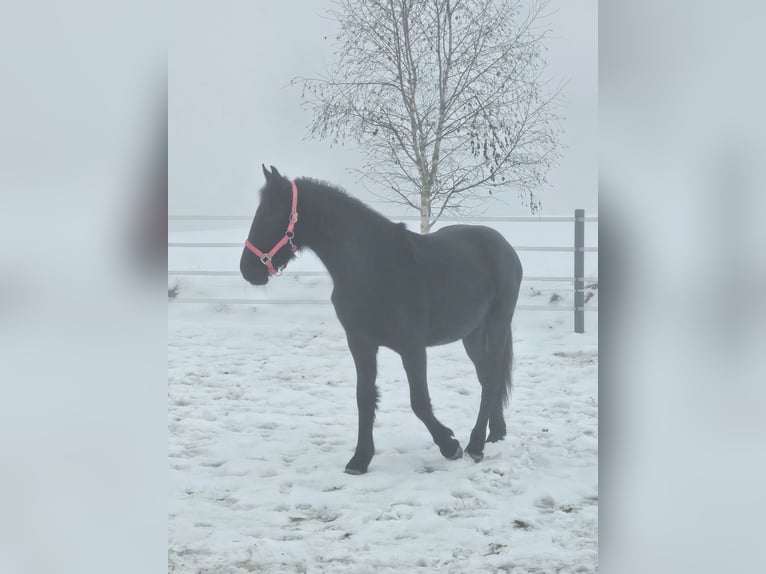 Frison Jument 2 Ans 150 cm Noir in Perg