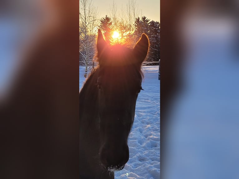 Frison Jument 2 Ans 150 cm Noir in Perg