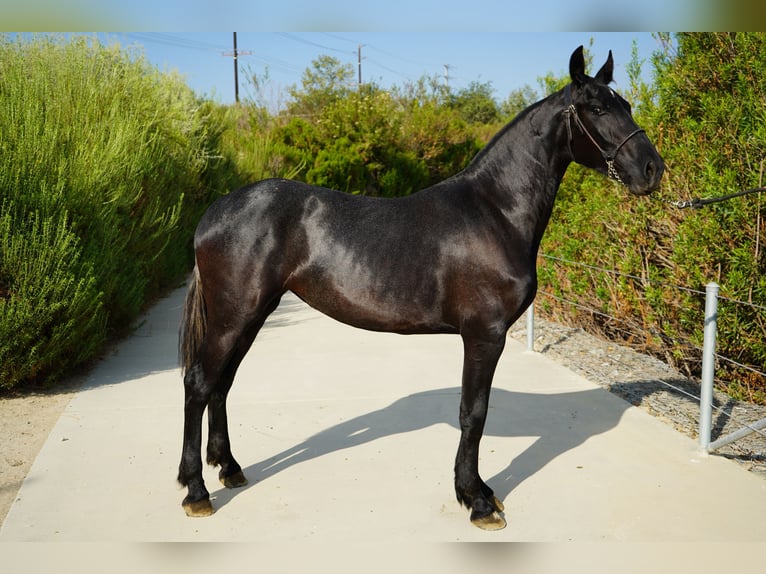 Frison Croisé Jument 2 Ans 152 cm Gris in Corona, CA