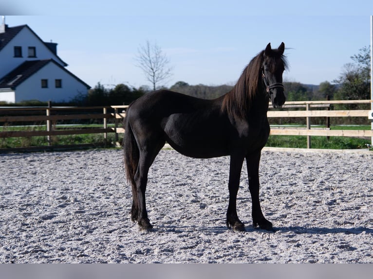 Frison Jument 2 Ans 152 cm Noir in Aachen