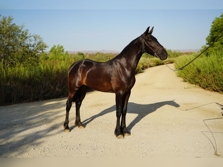 Frison Croisé Jument 2 Ans 152 cm Noir in Corona