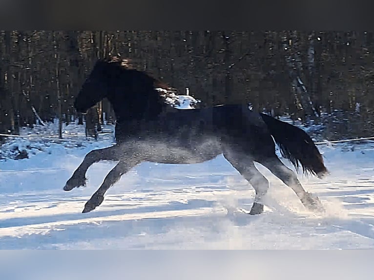 Frison Jument 2 Ans 153 cm Noir in Neuruppin