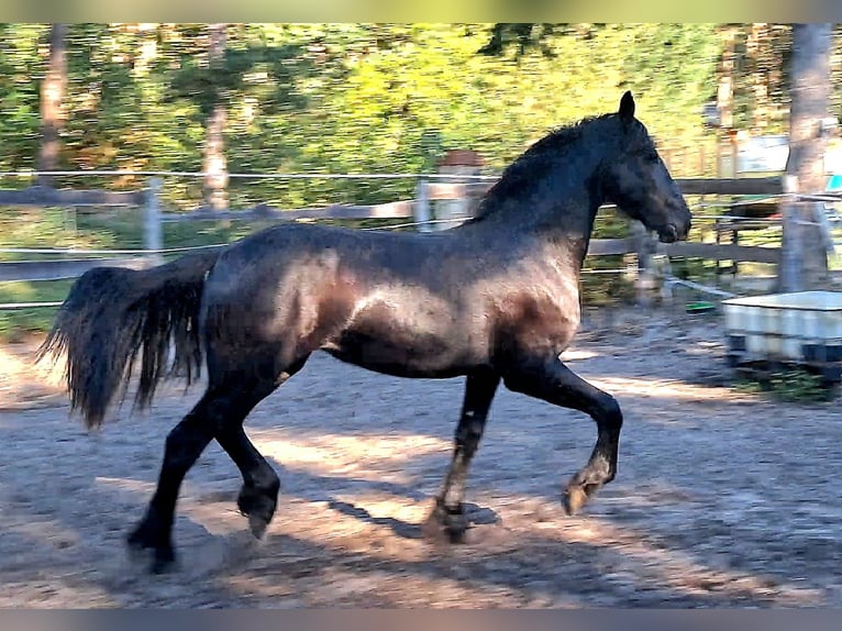 Frison Jument 2 Ans 153 cm Noir in Neuruppin