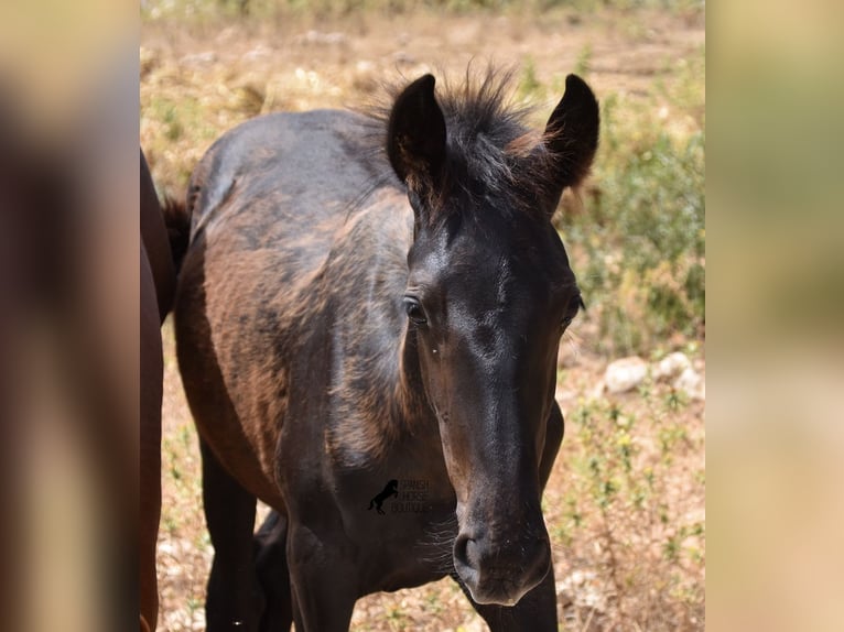 Frison Croisé Jument 2 Ans 160 cm Noir in Menorca