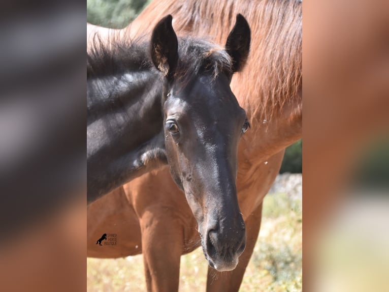 Frison Croisé Jument 2 Ans 160 cm Noir in Menorca