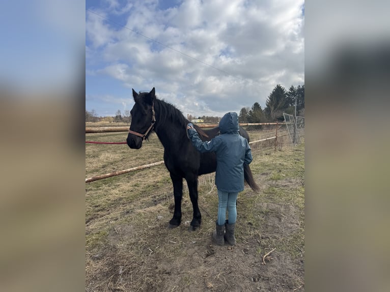 Frison Jument 2 Ans 160 cm Noir in Barth