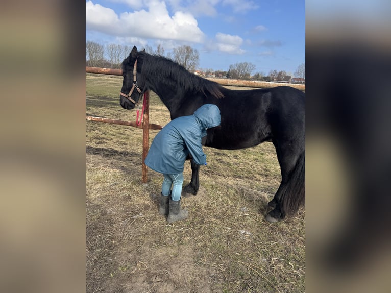 Frison Jument 2 Ans 160 cm Noir in Barth