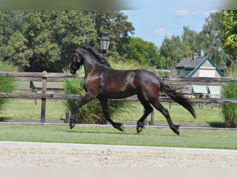 Frison Jument 2 Ans 163 cm Noir in Lunteren