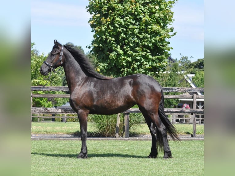 Frison Jument 2 Ans 163 cm Noir in Lunteren