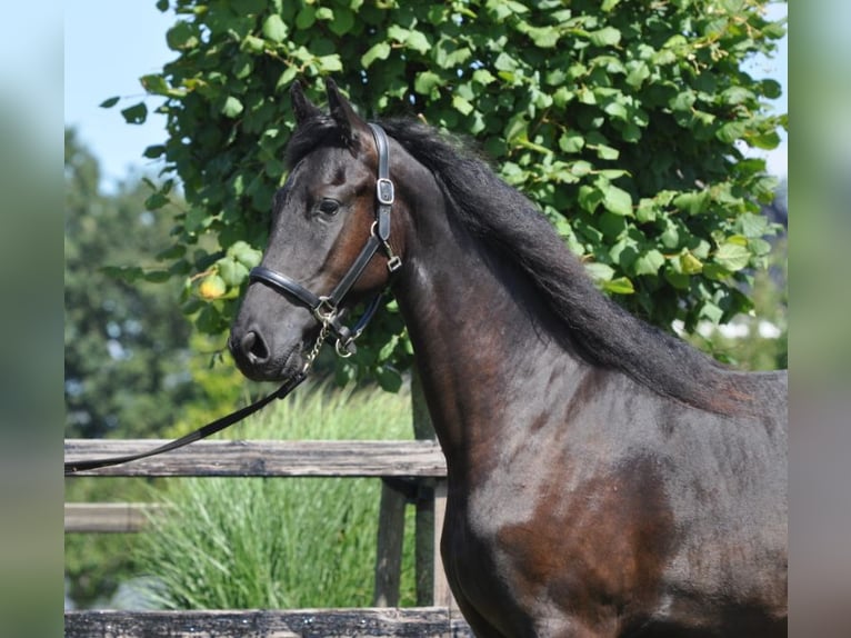 Frison Jument 2 Ans 163 cm Noir in Lunteren