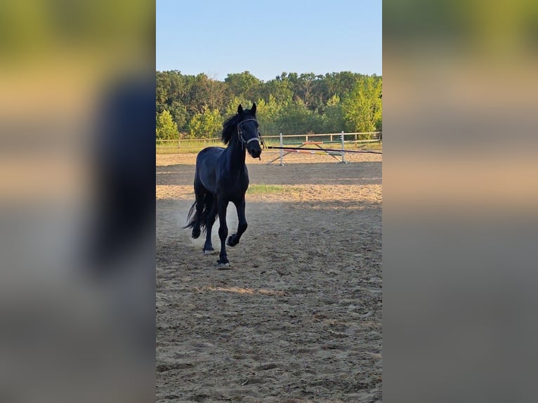 Frison Jument 2 Ans 167 cm Noir in Snagov