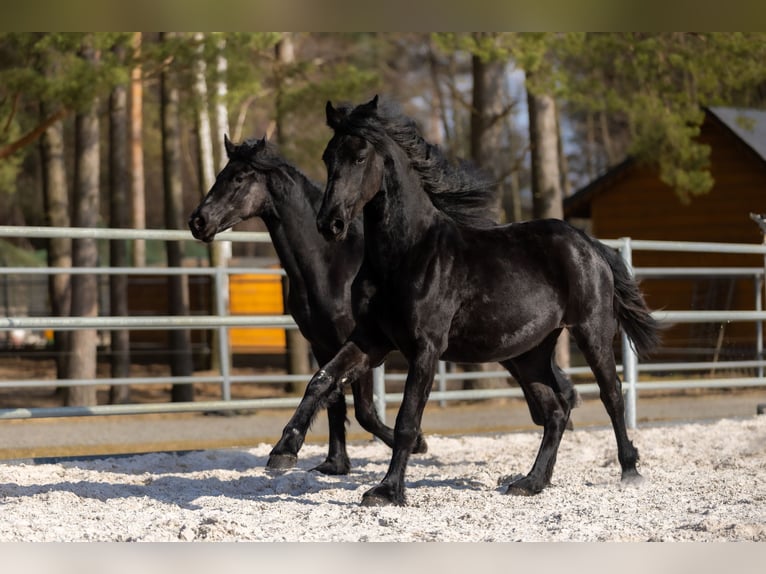 Frison Jument 2 Ans 170 cm Noir in Przedbórz