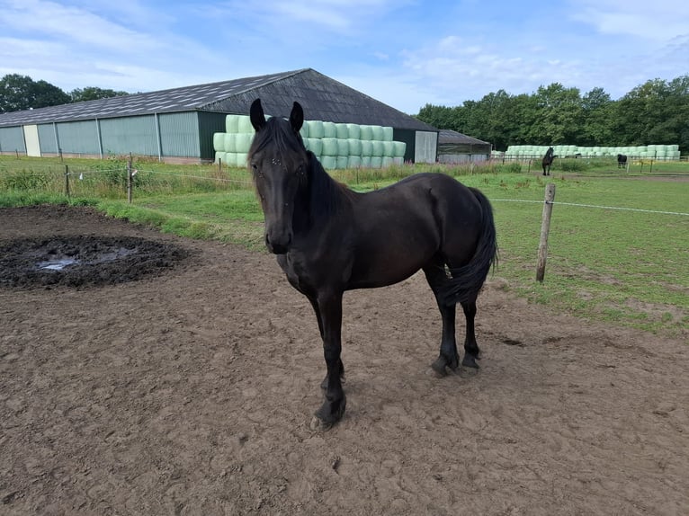 Frison Jument 2 Ans in Dalen