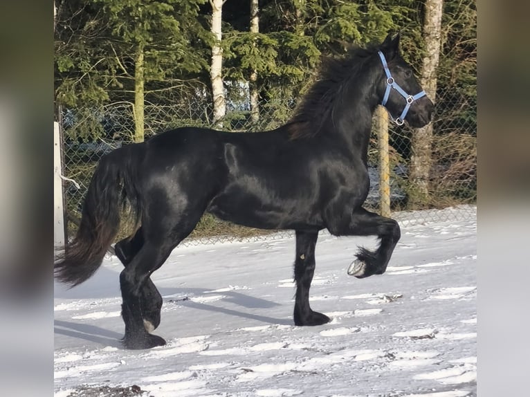 Frison Jument 2 Ans Noir in Poświęcenie