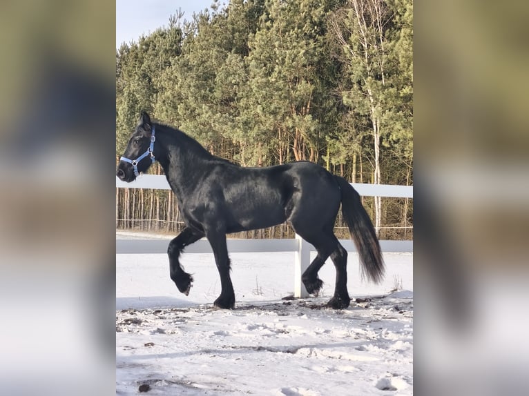 Frison Jument 2 Ans Noir in Poświęcenie