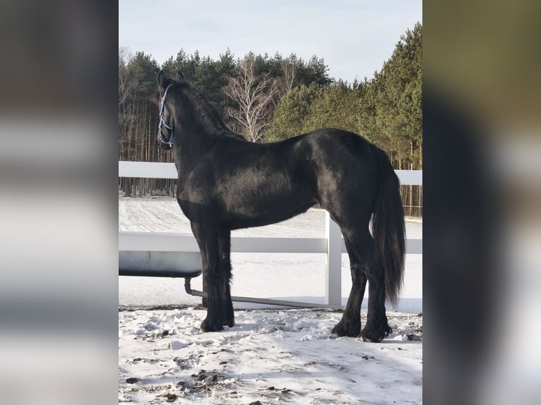 Frison Jument 2 Ans Noir in Poświęcenie