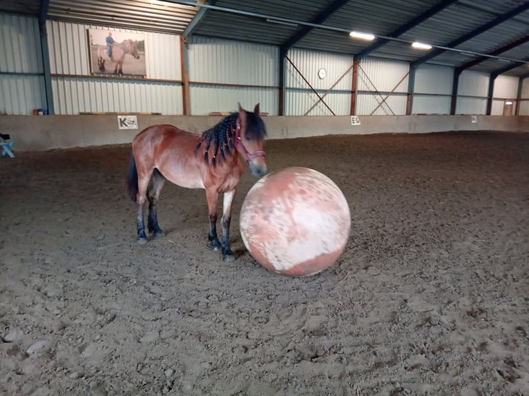 Frison Croisé Jument 3 Ans 143 cm Bai brun in Budel