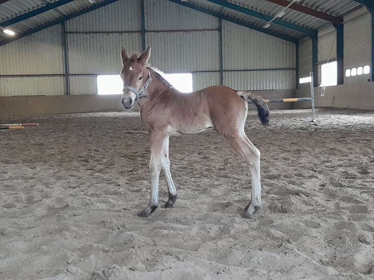 Frison Croisé Jument 3 Ans 143 cm Bai brun in Budel