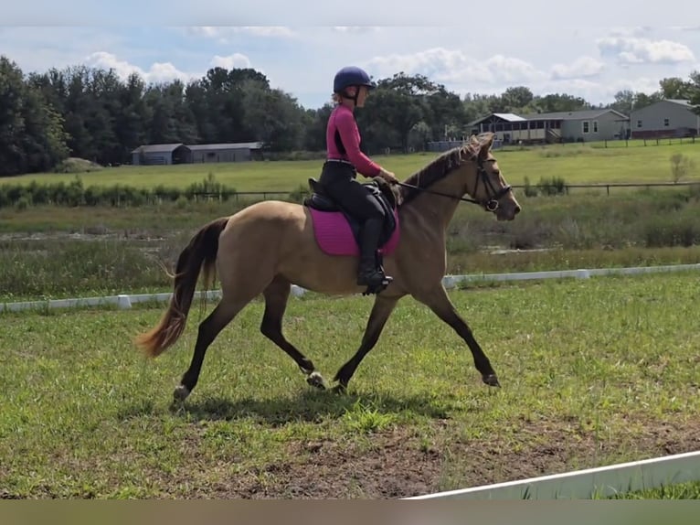 Frison Croisé Jument 3 Ans 152 cm Champagne in Weirsdale
