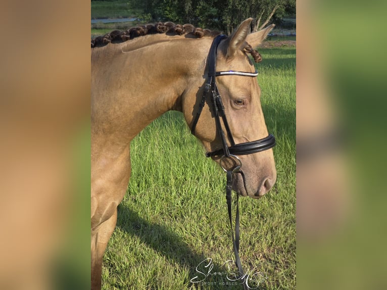 Frison Croisé Jument 3 Ans 152 cm Champagne in Weirsdale