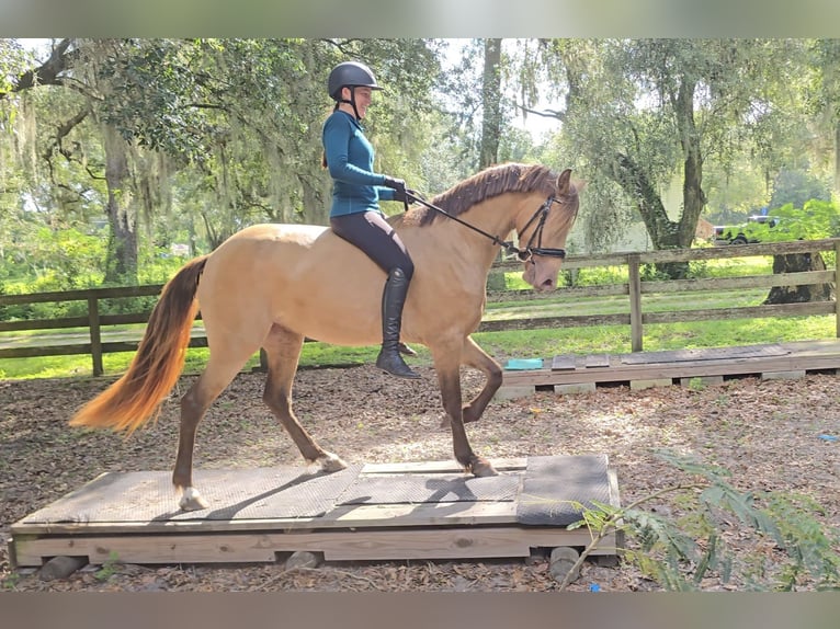 Frison Croisé Jument 3 Ans 152 cm Champagne in Weirsdale