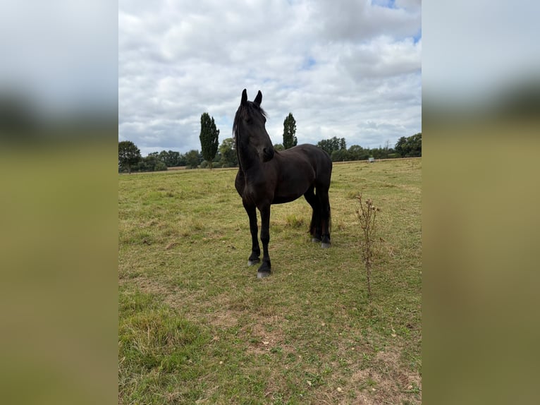 Frison Jument 3 Ans 155 cm Noir in Gieboldehausen