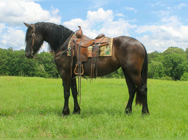 Frison Jument 3 Ans 155 cm  in Rusk
