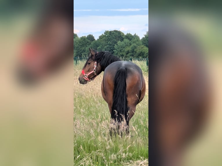 Frison Croisé Jument 3 Ans 156 cm Bai in Hamm