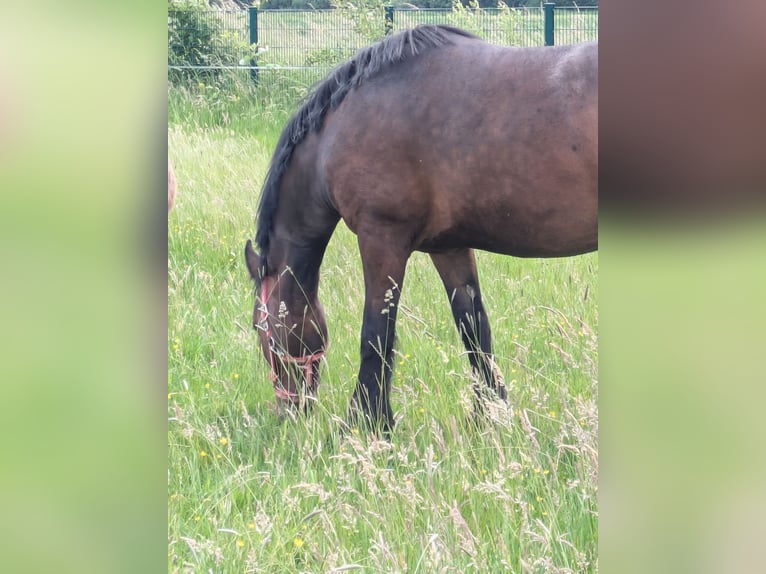 Frison Croisé Jument 3 Ans 156 cm Bai in Hamm