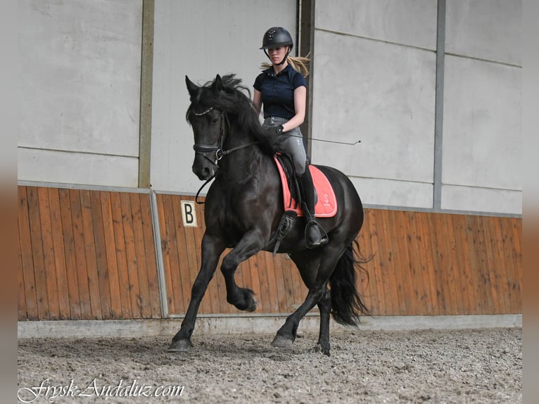 Frison Jument 3 Ans 156 cm Noir in Mijnsheerenland
