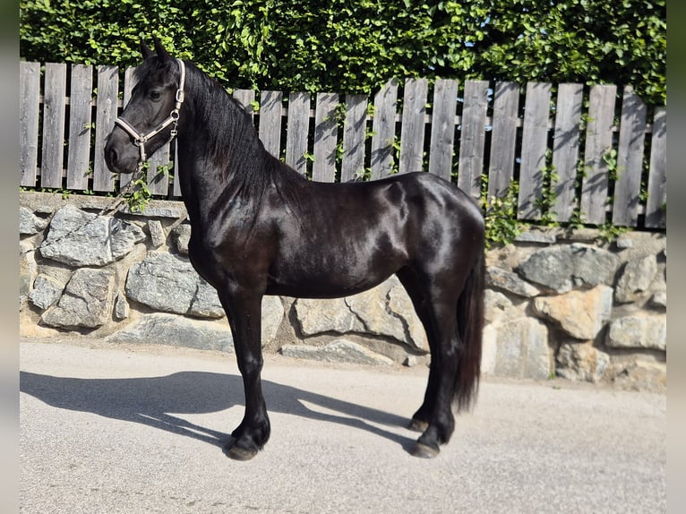 Frison Jument 3 Ans 160 cm  in Aschau im Zillertal