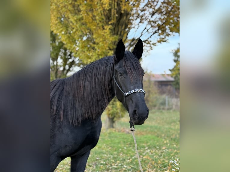 Frison Croisé Jument 3 Ans 160 cm Noir in Laupheim